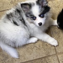 Pomsky Puppies from Perfect Pomskies