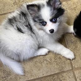 Pomsky Puppies from Perfect Pomskies