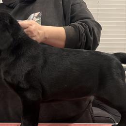 Golden Retrievers and Labrador Retrievers from Dioscuri Kennel