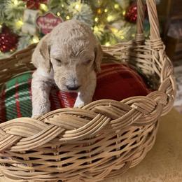 Dasher - Cream male Goldendoodle puppy in Indian Mound, Tennessee from Dana Walters
