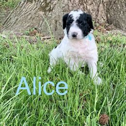 Double Doodle Puppies from Little Muddy Doodles