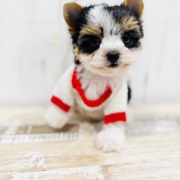 Biewer Terrier and Yorkshire Terrier Puppies from Coastal Yorkshire Terrier Yorkies & Biewer Terriers