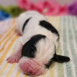 Popsicle - Black and white female Basset Hound puppy in Floyd, Arkansas from Twin Creek Acres