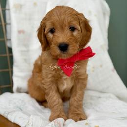 Red collar WOODY - Apricot male Goldendoodle puppy in Salem, Utah from Aspen Doodles Utah