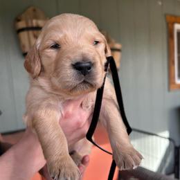 Male 2 - Black Collar - Golden male Golden Retriever puppy in Bonanza, Oregon from Gold 'N Dust Ranch