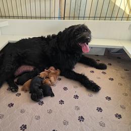 Labradoodle puppies from Sakura Pups