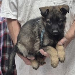 Girl 3 Lavender turquoise - Sable female German Shepherd puppy in Lake George, Colorado from High Country German Shepherds