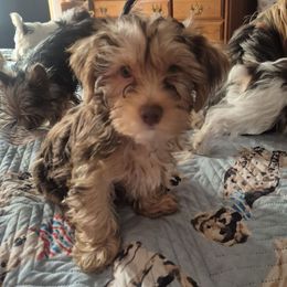 Hershey - Chocolate and tan male Yorkshire Terrier puppy in Vanderbilt, Michigan from Yorkies of Northern M.I.