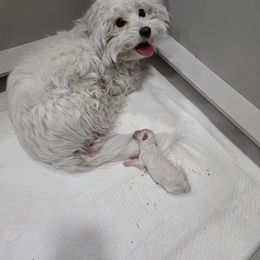 Kermie - Coton de Tulear