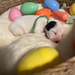 Boy 5 - White and black male Dalmatian puppy in Claremore, Oklahoma from Lotsofdots Dalmatians