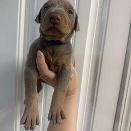 Blue male - Blue and rust male Doberman Pinscher puppy in Ludowici, Georgia from Royal Destiny Kennels