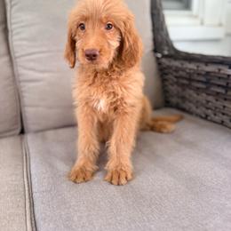 Lemon - Apricot female Goldendoodle puppy in Goldsboro, North Carolina from The Grantham House