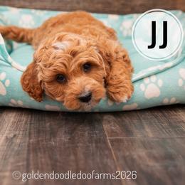 JJ (Blondie) - Caramel ice male Golden Aussiedoodle puppy in Hyrum, Utah from Goldendoodledoo Farms