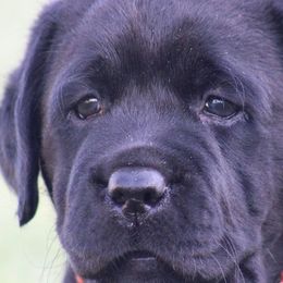 Golden Retrievers and Labrador Retrievers from Vara Family Retrievers