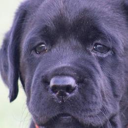 Golden Retrievers and Labrador Retrievers from Vara Family Retrievers