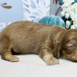 Lindor - Cream female Dachshund puppy in Bellville, Ohio from JK Mini Doxies
