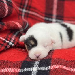 Riley - White and black male Pembroke Welsh Corgi puppy in Washington, Arkansas from Foxy Knoll Farm