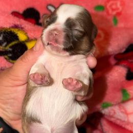 Daisy - Liver and white female Shih Tzu puppy in Bakersfield, California from Little pumpkin Shih Tzu’s
