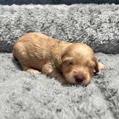 Boy 3 - Australian Cobberdog puppy from Labe's Australian Cobberdogs