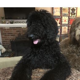 Lola - Labradoodle