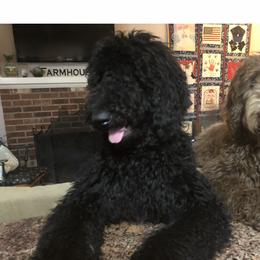 Lola - Labradoodle
