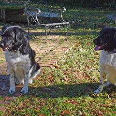 Stabyhoun All Grown Up from Faehouns