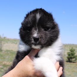 Shetland Sheepdog Puppies from Enlia Shelties
