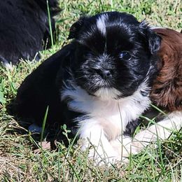 Black male 2 - Black and white male Shih Tzu puppy in Newark, Ohio from Gemini Kennels