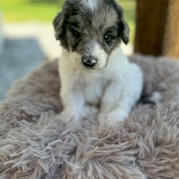 Bernedoodle and Goldendoodle Puppies from Cozy Creek Doodles