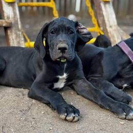 Green Collar Girl - Black and white female Great Dane puppy in Wimberley, Texas from Heart of Texas Great Danes