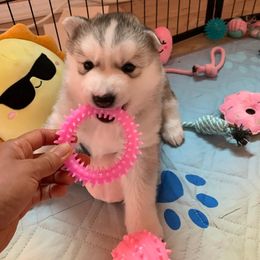 Siberian Husky Puppies from Canace Siberians