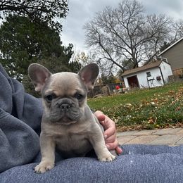 French Bulldog puppies from 1011 French Bulldogs