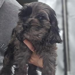 Wesley - Merle male Cockapoo puppy in New Jersey from Teddy Bear Cockapoos