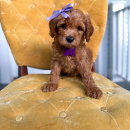 Goldendoodle Puppies from Carmel Classy Doodles