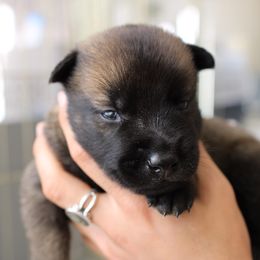 Dutch Shepherd Puppies from Gray Line Working Dogs
