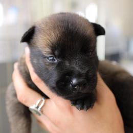 Dutch Shepherd Puppies from Gray Line Working Dogs