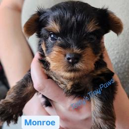 Monroe - Black and gold male Yorkshire Terrier puppy in Denver, Colorado from Totty's Tiny Paws