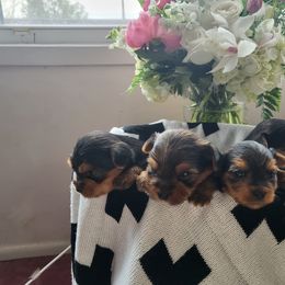 Yorkshire Terrier Puppies from Kim Hoang's Yorkies