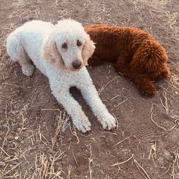 Poodle All Grown Up from Perfection Poodles