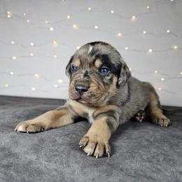 Rifle NALC - Blue merle male Catahoula Leopard Dog puppy in Doerun, Georgia from Twig & Tail Puppies