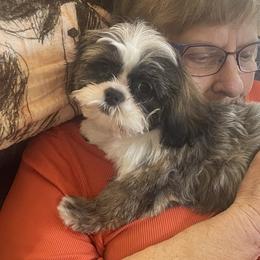 Bodie - Shih Tzu