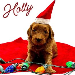 Holly - Red  female Goldendoodle puppy in Travelers Rest, South Carolina from Bailey Mountain Doodles
