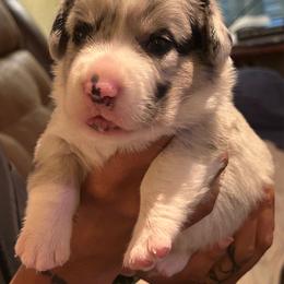 Dresden (Purple Collar) - Blue merle and white male Cardigan Welsh Corgi puppy in Greensboro, North Carolina from Wynnewood Kennels