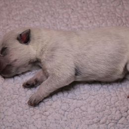 Australian Cattle Dog Puppies from Kanku