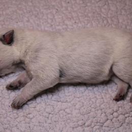 Australian Cattle Dog Puppies from Kanku
