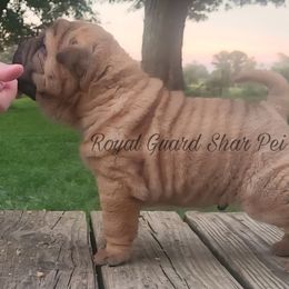 Jet - Fawn male Chinese Shar-Pei puppy in Columbus, Indiana from Royal Guard Shar Pei