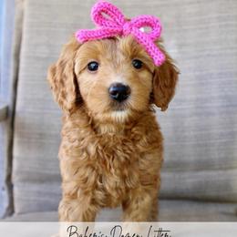 Cookie - Red  female Goldendoodle puppy in Comanche, Texas from Central Texas Doodles, LLC.