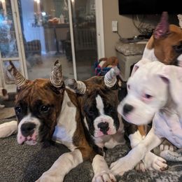 Boxers from Bitty's Boxers