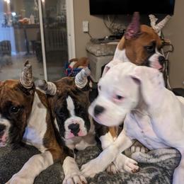 Boxers from Bitty's Boxers