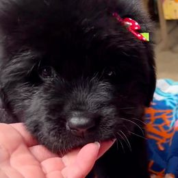 Girl 1 - Black female Newfoundland puppy in Marysville, Washington from Black Lions Newfoundlands